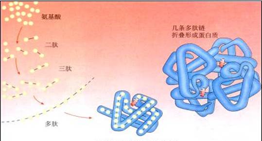 8一条多肽链盘曲折叠形成蛋白质图